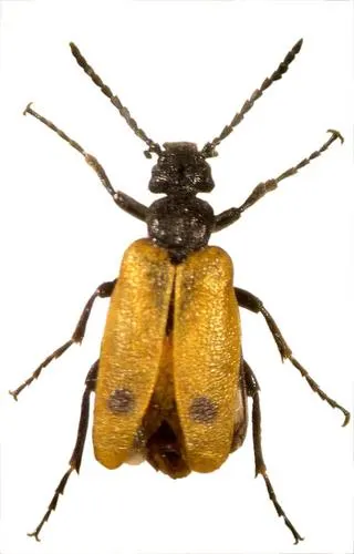 Cover of Catalogue of Palaearctic Coleoptera. Volume 4. Elateroidea – Derodontoidea – Lymexyloidea – Cleroidea – Cucujoidea