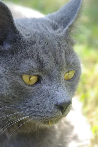 Cover of La Chatte