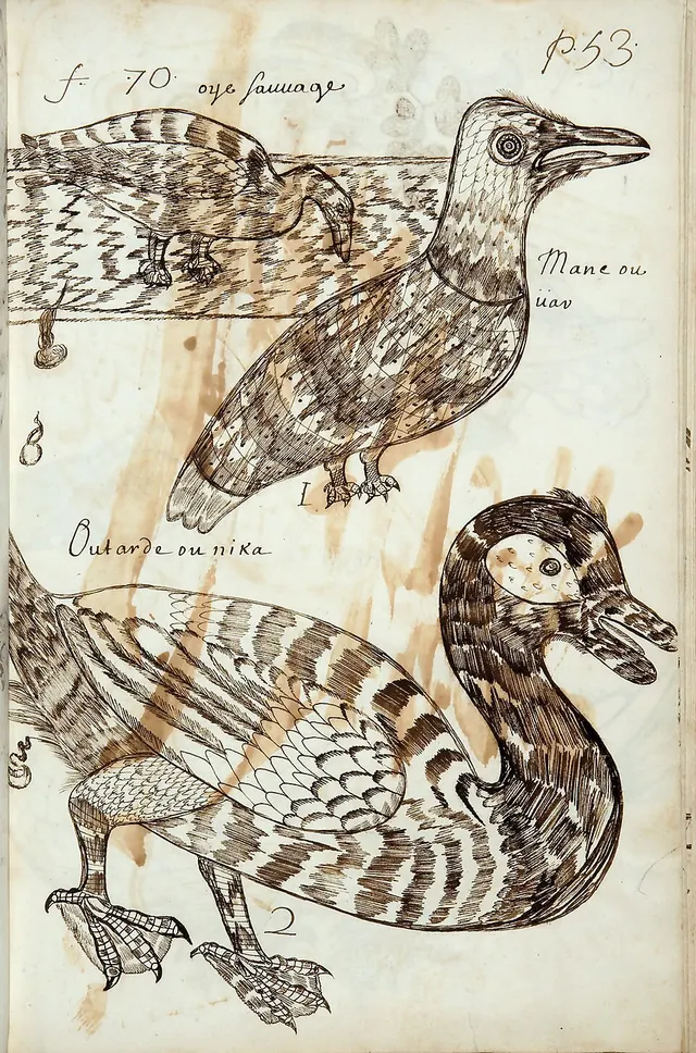 Cover of Codex canadensis