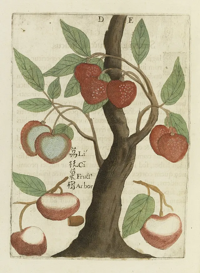 Cover of Flora Sinensis