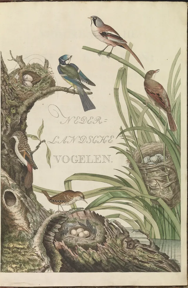 Cover of Nederlandsche vogelen; volgens hunne huishouding, aert, en eigenschappen beschreeven