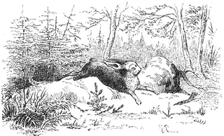 Cover of Grantræet
