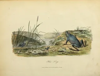 Cover of Journal of a Voyage to New South Wales