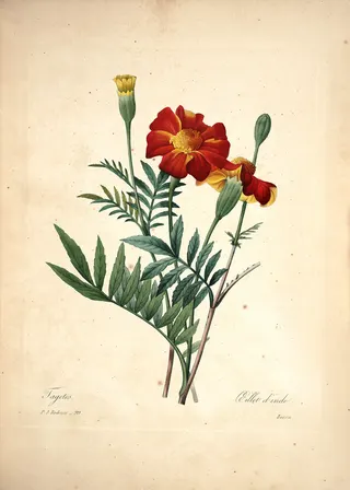 Cover of Choix des plus belles fleurs