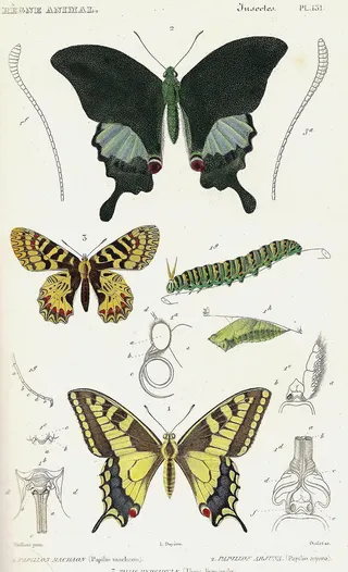 Cover of Le Règne Animal