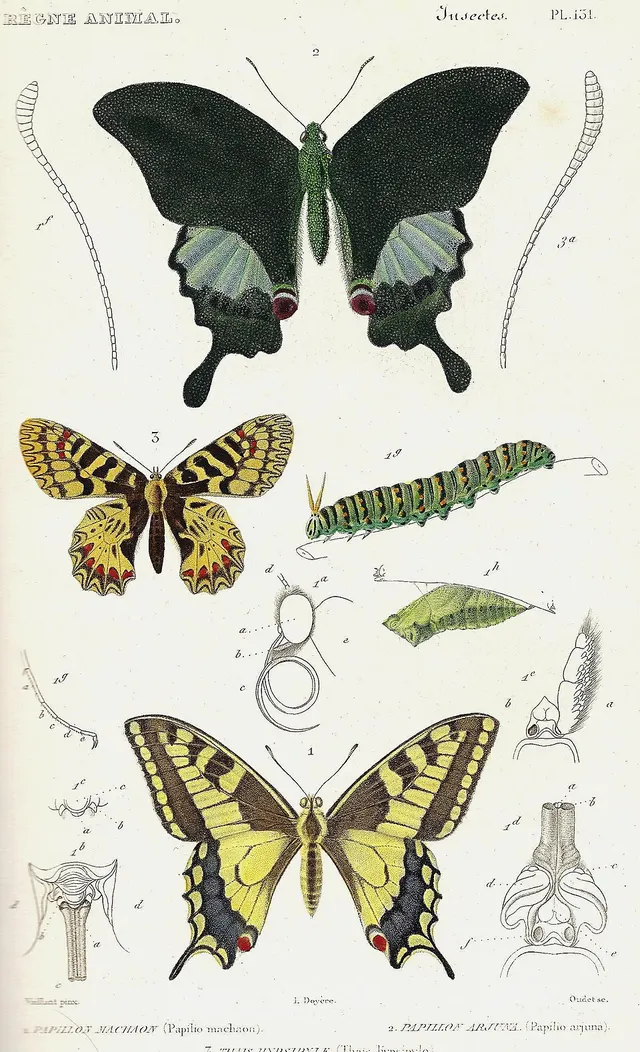 Cover of Le Règne Animal