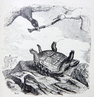 Cover of The Tortoise and the Birds