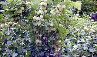 Cover of Gooseberries