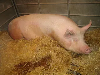 Cover of Pig-hoo-o-o-o-ey