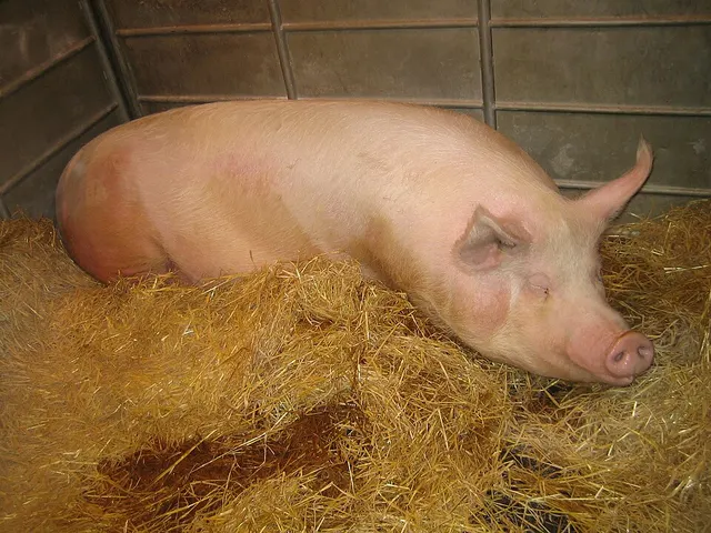 Cover of Pig-hoo-o-o-o-ey