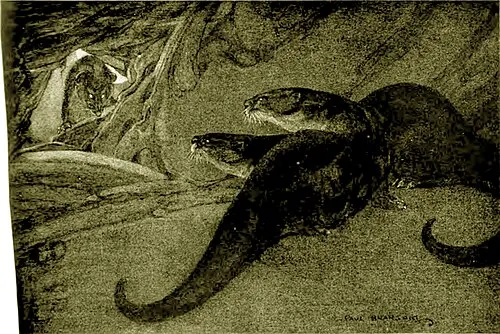 Cover of The Little Furry Ones that Slide Downhill